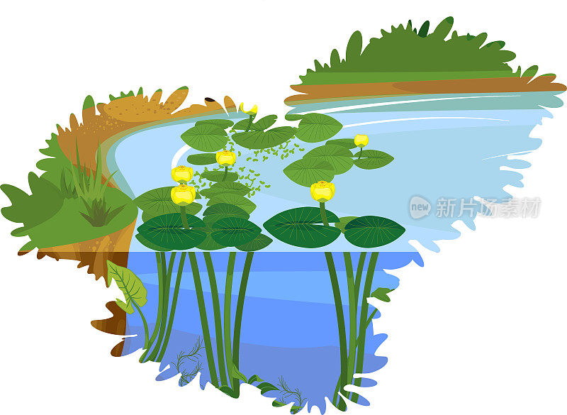 分裂水平卡通景观与蓝色池塘长满开花的黄色睡莲(Nuphar lutea)与绿色的叶子